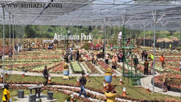 Taman Aglaonema Dampit Surga bagi Pecinta Tanaman